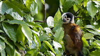 Squirrel monkey looking - Térraba-Sierpe mangrove forest park (near Drakes Bay, Osa Peninsula)